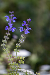 Salvia pratensis growing wild in the Dolomites