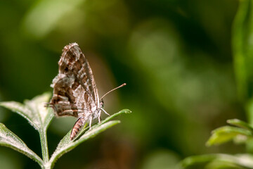 Butterfly resting on a parsley leaf