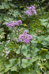 Adenostyles alliariae flowers growing wild in the Dolomites