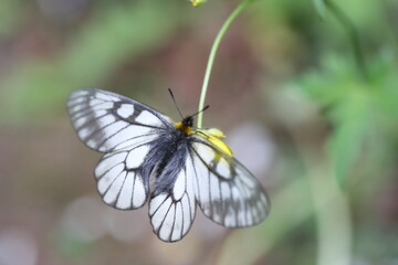 キンポウゲにとまるウスバシロチョウ