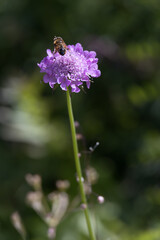 Aster Alpinus flowers growing wild in the Dolomites