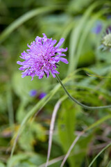 Fototapeta premium Aster Alpinus flowers growing wild in the Dolomites