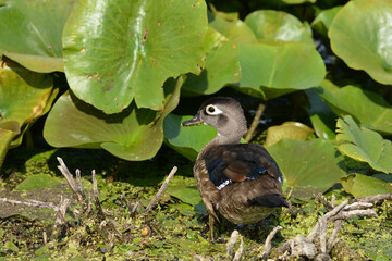 Female Wood duck in marsh