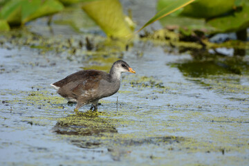 Baby Moorhen or Common Gallinule bird