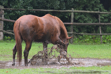 Horses playing in puddle in flooded field