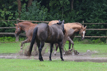 Fototapeta premium Horses playing in puddle in flooded field