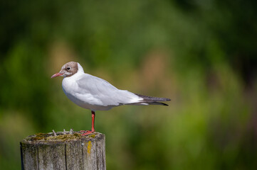 Lachmöwe