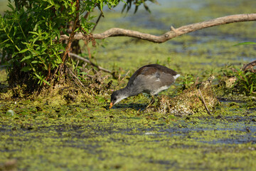 Baby Moorhen or Common Gallinule bird