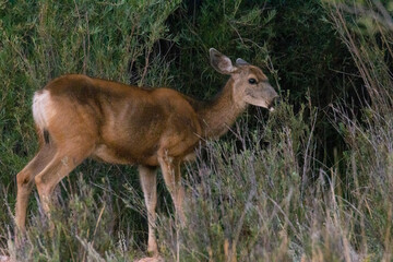 Mule Deer in Eleven Mile Canyon