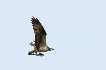 Osprey Soaring and Fishing