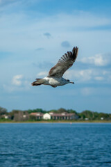 seagull
