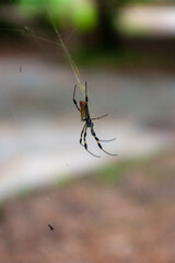 banana spider