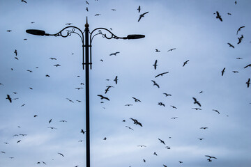 flock of birds