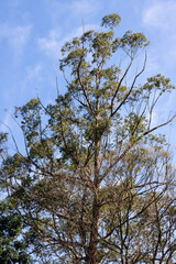 Árvore(s) contra o céu azul