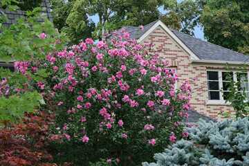 garden of house with Rose of Sharon bush in bloom - obrazy, fototapety, plakaty