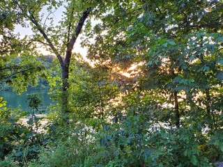 Trees