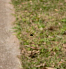 Flying Fly