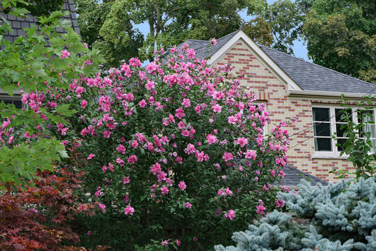 Rose Of Sharon 14 421 Adobe Stock