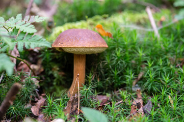small mushroom in the grass
