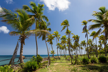 Fototapeta na wymiar Panorama of palm grove at the paradise beach of Caribbean Sea at Saona island, Dominican Republic