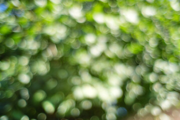 Fototapeta premium Blurry background of tree leaves in summertime