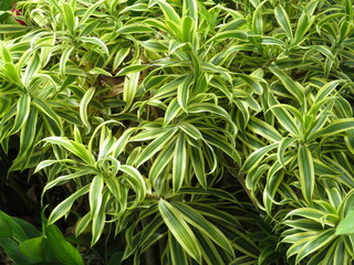 green leaves background