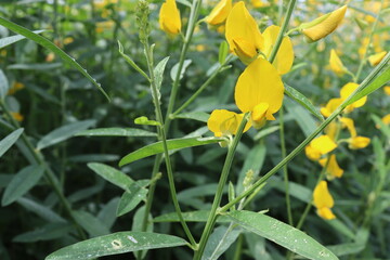 Crotalaria juncea yellow flowers blooming blurred background with copy space isolated on blue sky and white cloud in the garden.