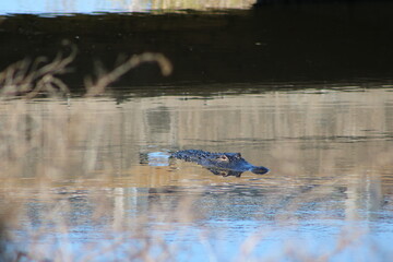 Apopka Lake Florida Alligator