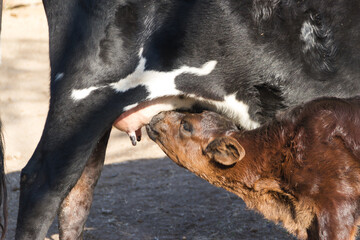 calf sent milk from the cow in the field