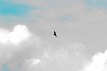 Fototapeta premium bird flying in the sky