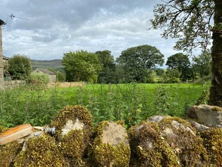 Moss covered dry stone wall, with an uncut meadow, and trees beyond in, Hetton, Skipton, UK