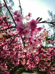 pink cherry blossom