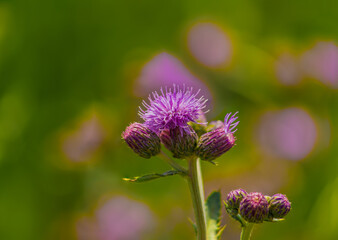 closeup of slender-flower, sheep, shore, slender, winged plumeless thistle flower
