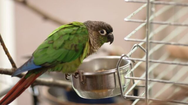 Cute green-cheeked parakeet sits in cage and eats from feeder