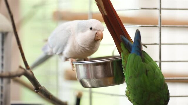 Two pet birds (green-cheeked parakeet and quaker parrot) eat in cage from feeder