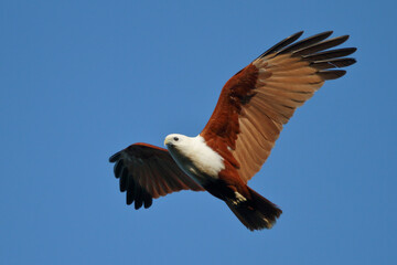 Brahminy kite flying