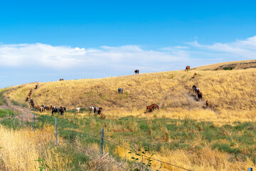 Obraz premium A herd of wild horses climb a hill in the high desert near Palouse Falls, Washington USA