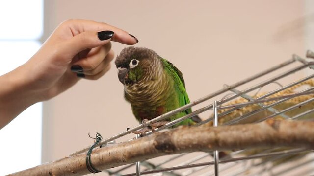 Female hand pets cute green-cheeked parakeet sitting on cake at home