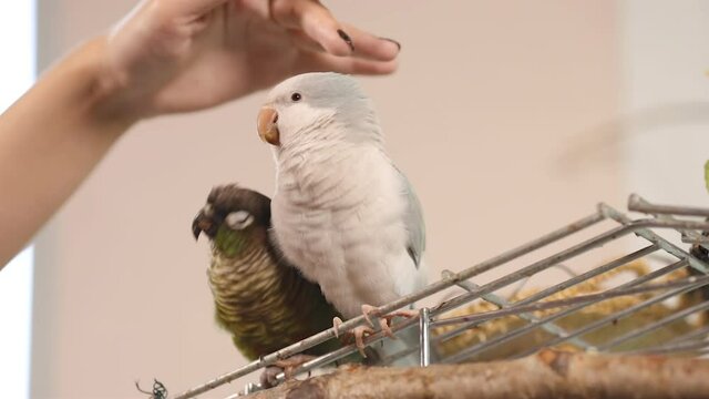 Female hand pets two cute birds (green-cheeked parakeet and quaker parrot) sitting on cage at home