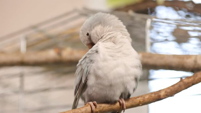 Fluffy light blue quaker parrot (monk parakeet) cleans itself while sitting on branch in cage