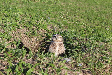 The burrowing owl (Athene cunicularia) is a small, long-legged owl
