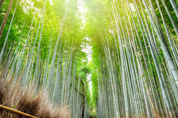 Asian Travel Destinations. Sagano Bamboo Forest in Japan With Sunlight from Above.