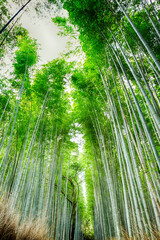 Oriental Travel Destinations. Sagano Forest as a Renowned Green Bamboo Forest in Japan.