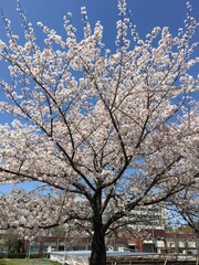 Naklejka premium 桜