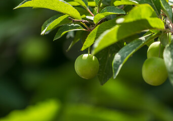 fresh Greengages on the branch of a tree with green leaves 