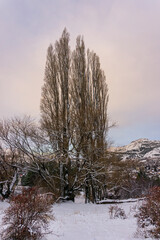 Winter landscape with snow covered trees after snowstorm in Esquel, Patagonia, Argentina
