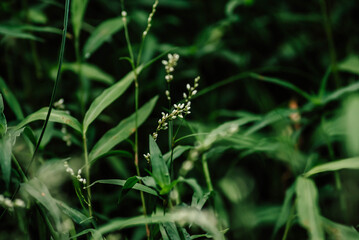 green grass and flowers