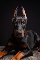 Fototapeta na wymiar Doberman puppy studio portrait