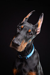 Fototapeta na wymiar Doberman puppy studio portrait