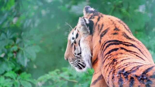 Closeup shot of a beautiful tiger (Panthera tigris) resting in a park in Uk. The tiger is the largest species among the Felidae and classified in the genus Panthera.